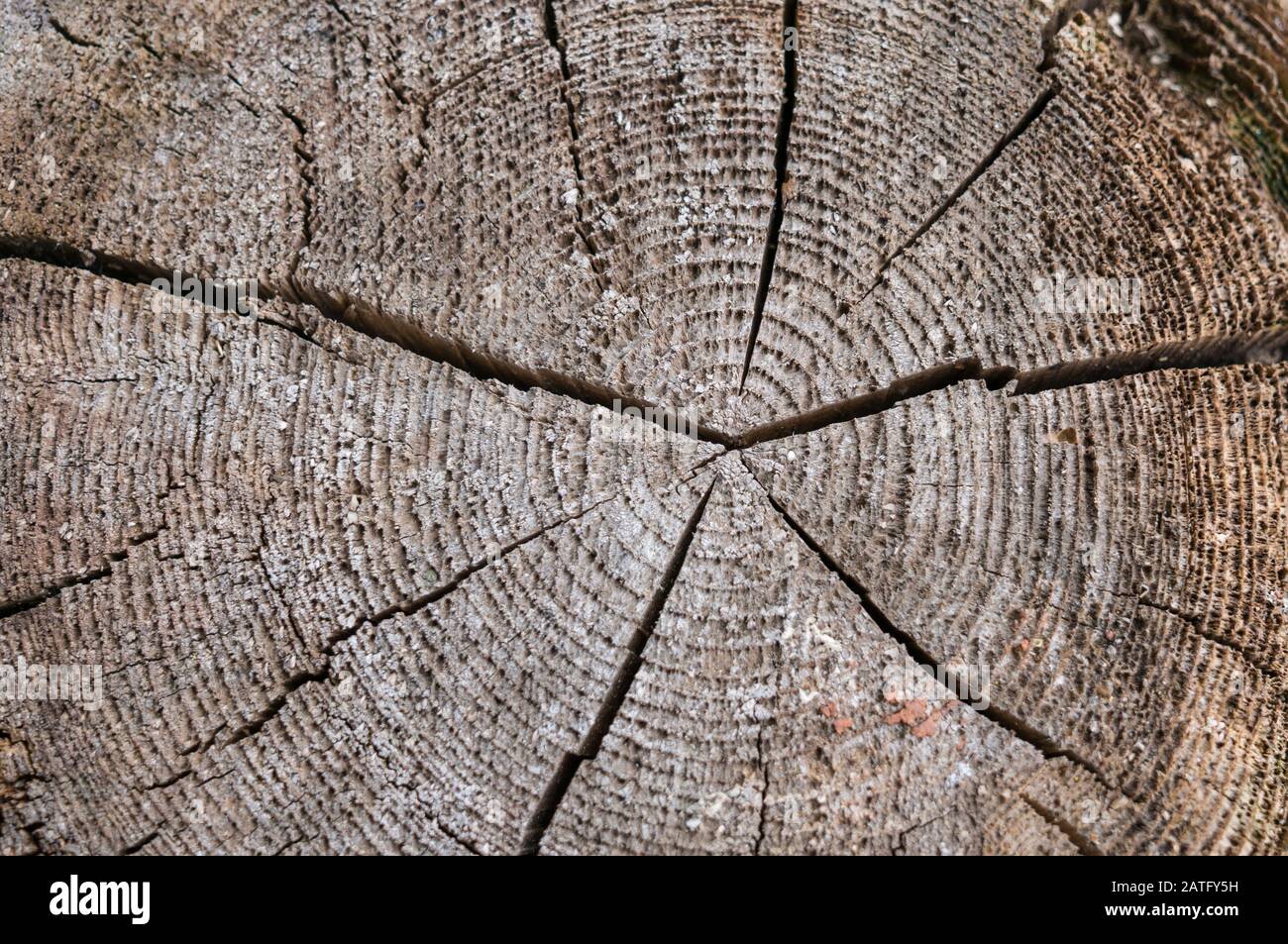 A slice of an old tree with concentric annual rings and a crack in the center. The texture of the old tree. Stock Photo