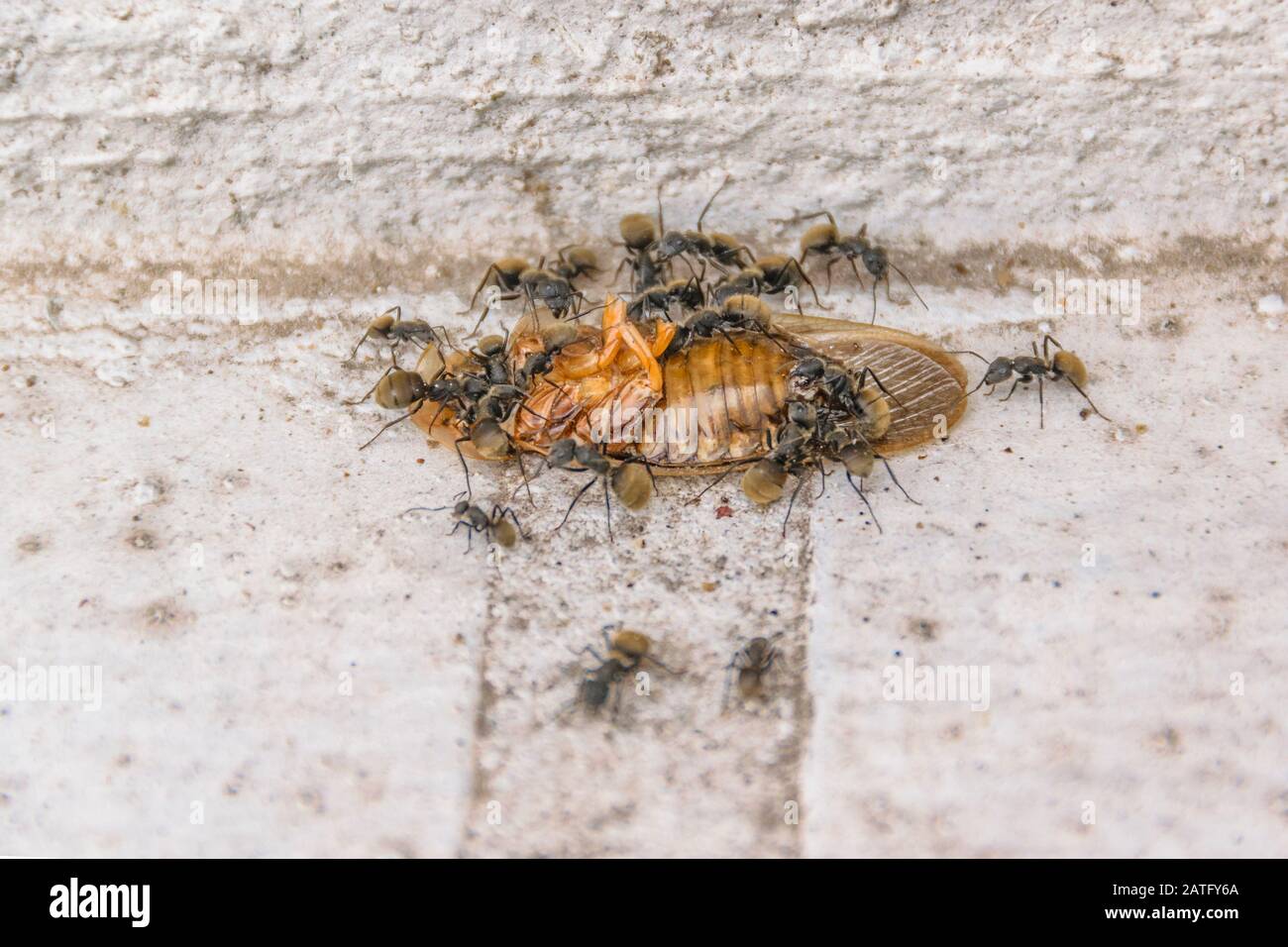 Group of ants hires stock photography and images Alamy