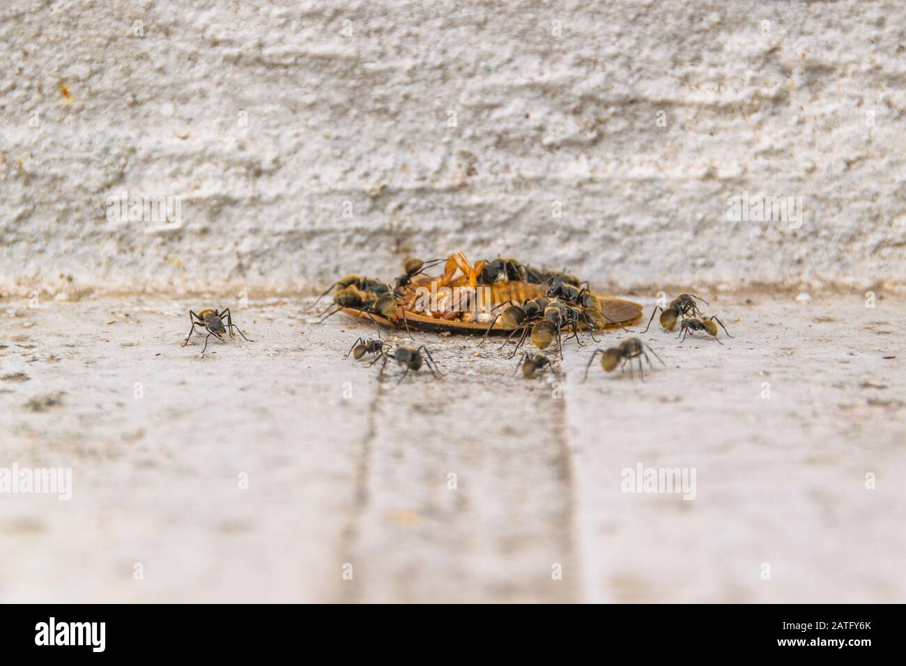 Group of black ants eating a dead cockroach at concrete ground Stock