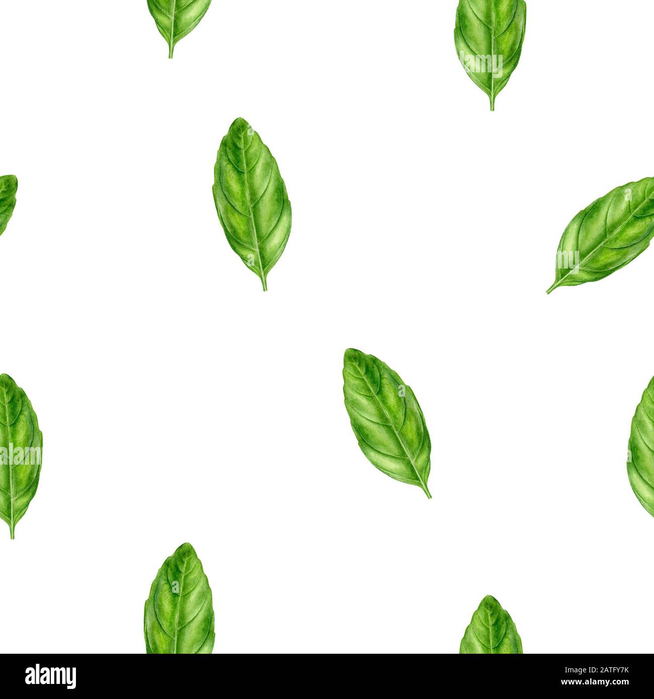 Basil leaf watercolor illustration seamless pattern Stock Photo Alamy