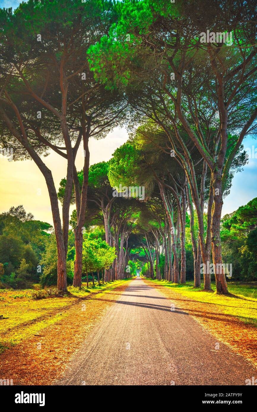 San Rossore and Migliariino park, footpath in pine tree misty forest or pinewood. Pisa, Tuscany, Italy Europe Stock Photo