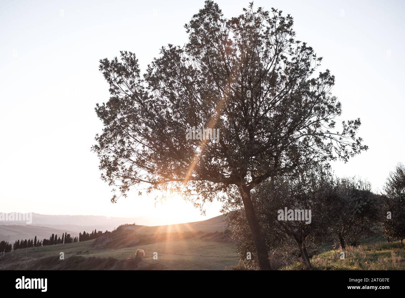 Olive tree dramatic silhouette with direct sunlight in camera Stock Photo