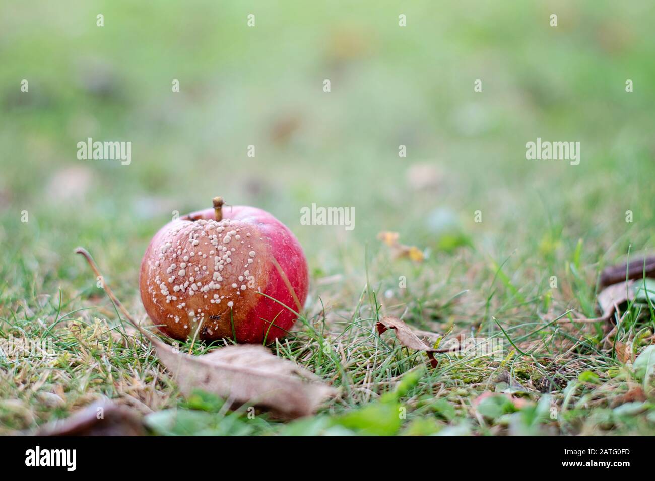 Selective focus on rotten red apple on the grass in sunny autumn day. Close-up image of rotten apple. Decaying apple front view. Blurred background. Stock Photo