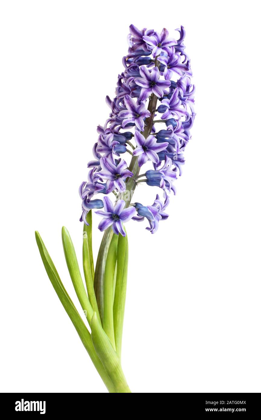 Khám phá vẻ đẹp thiên nhiên tuyệt vời của hoa hyacinth màu tím, làm dịu đi những cái lạnh của mùa đông. Chúng tôi mời bạn nhìn ngắm hình ảnh thật tuyệt vời này!