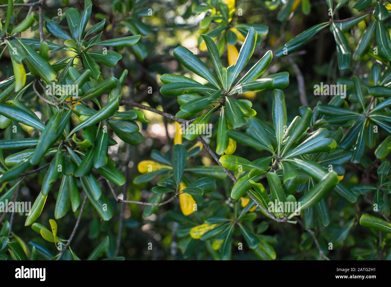 Pittosporum tobira is a species of sweet-smelling flowering plant known by several common names, Australian laurel, Japanese pittosporum, mock orange Stock Photo