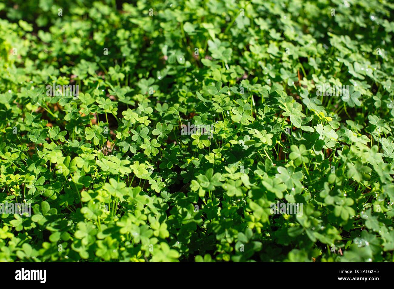 Texture glade three leaf clover, top view background. Stock Photo