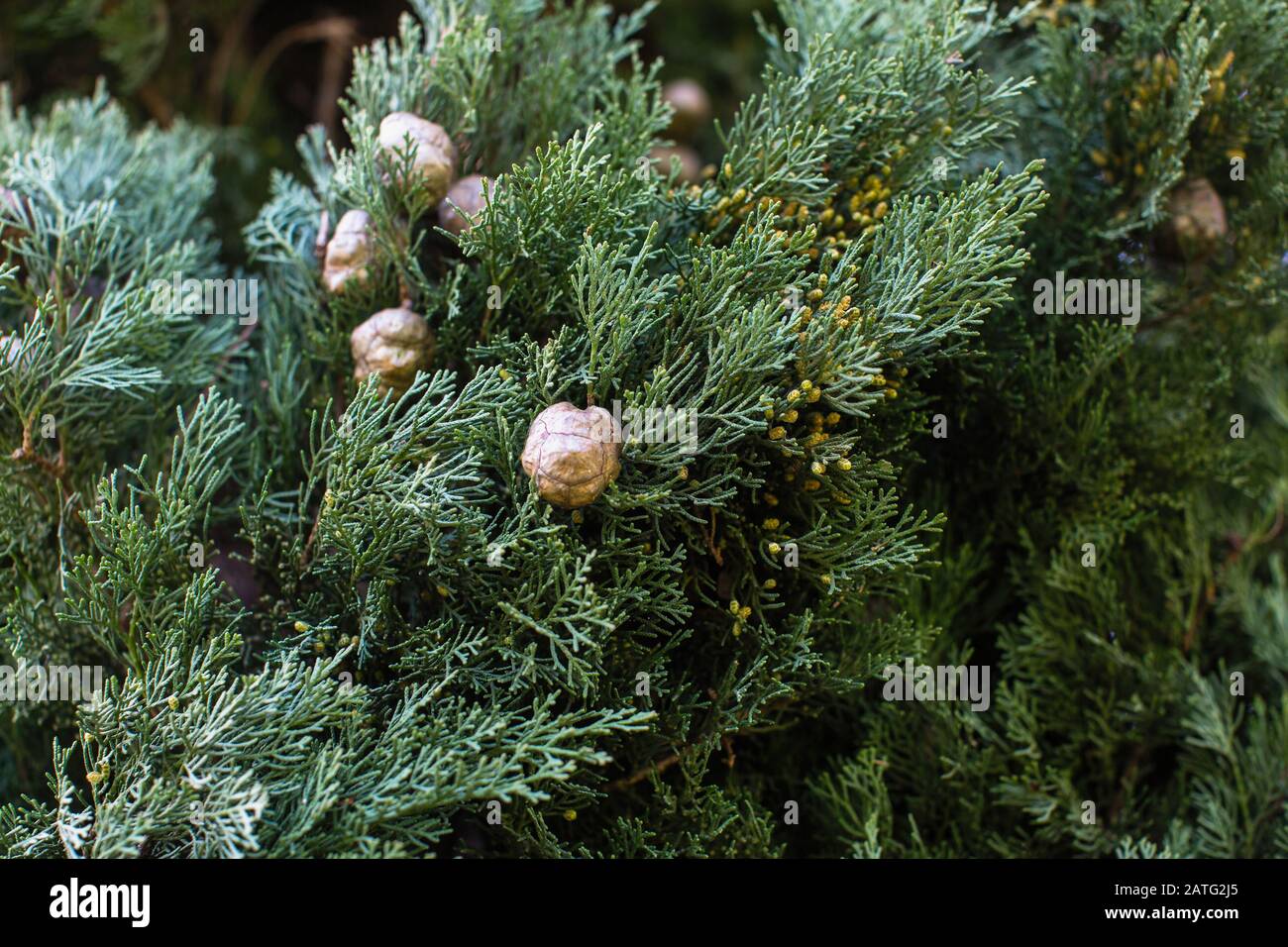 Texture of Italian Cypress (Cupressus sempervirens), closeup view background. Stock Photo