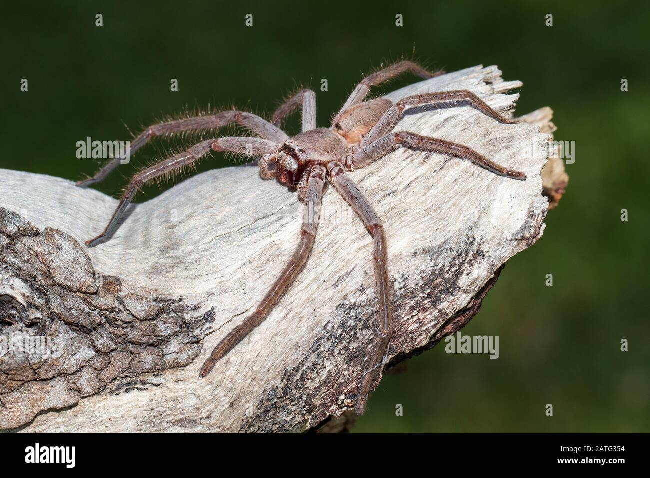 Huntsman Spider Australia Hi res Stock Photography And Images Alamy