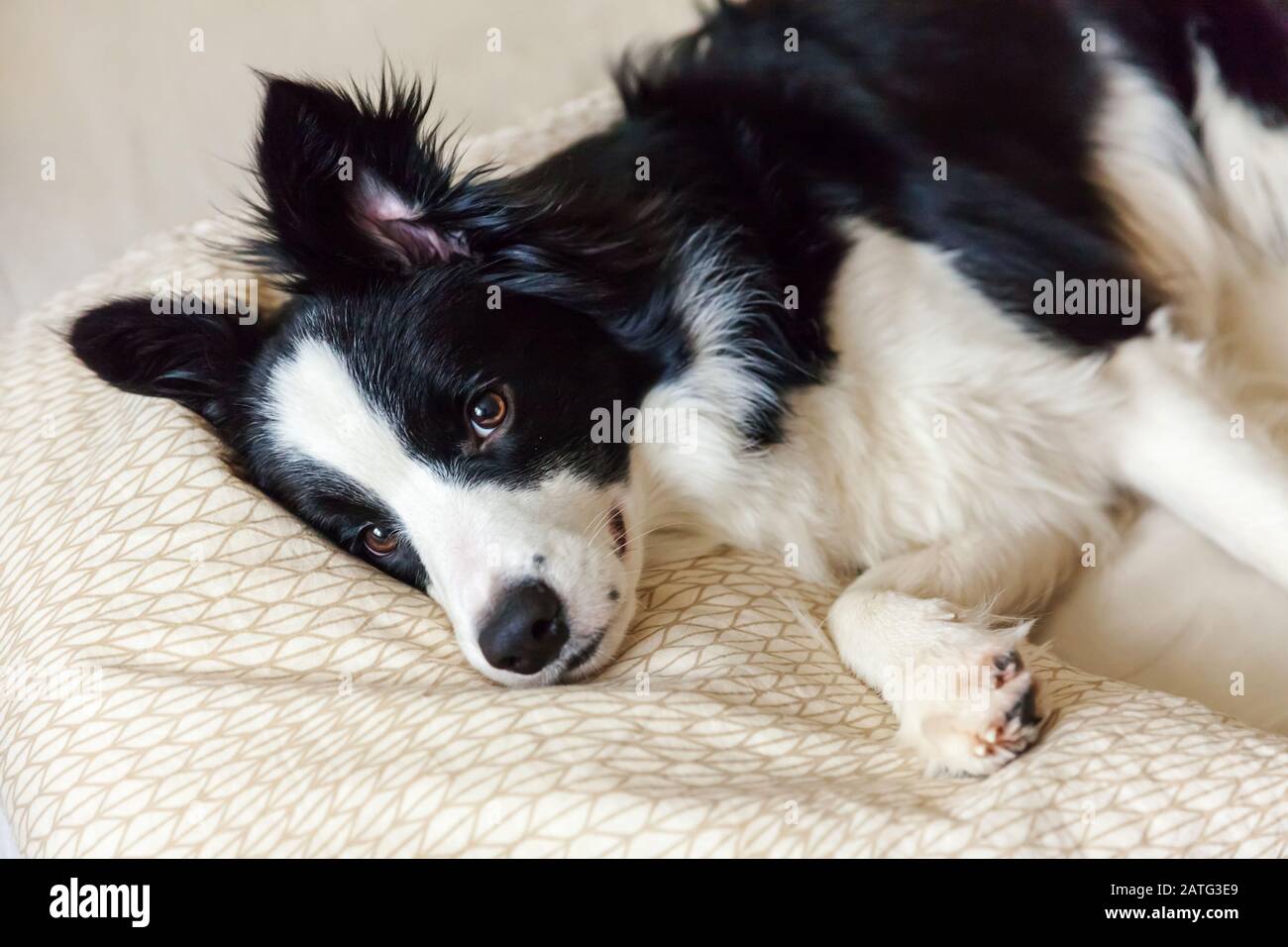 Why Does My Border Collie Chew On My Blanket