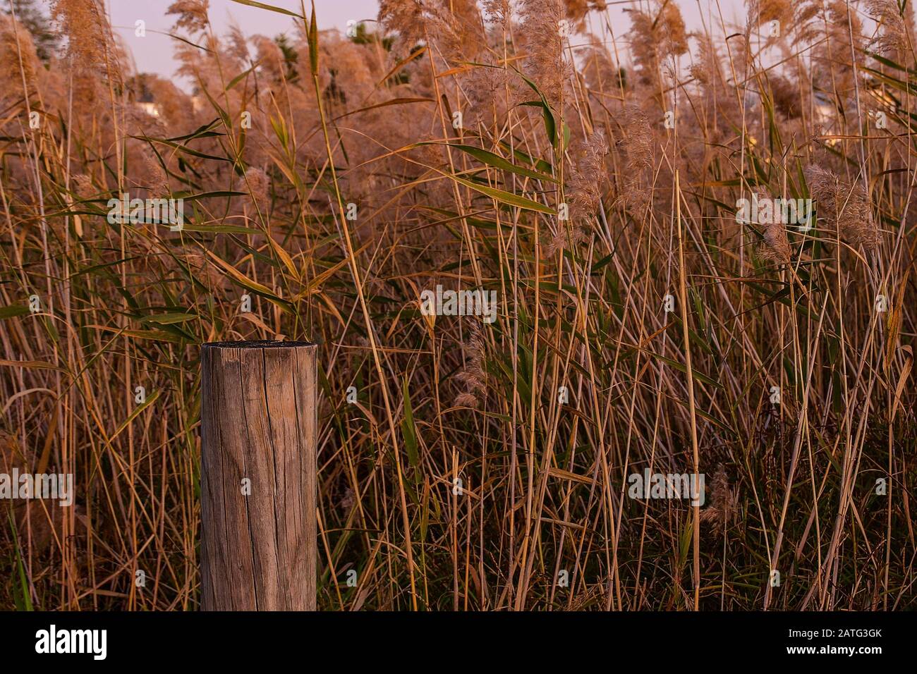 Long exposure photo of Yellow and green reeds with a timber post by the ...