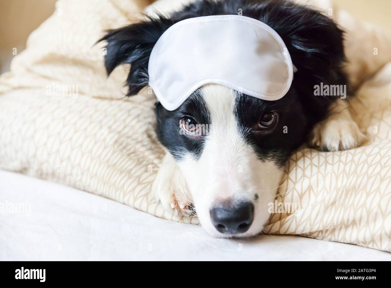 Do Puppies Need A Blanket At Night