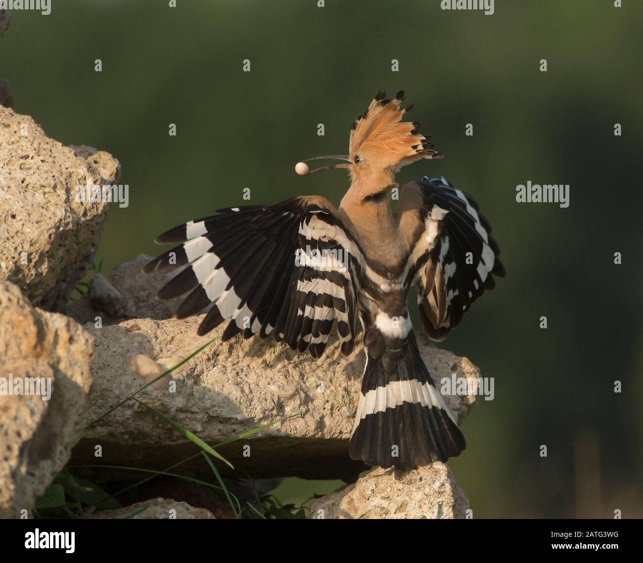 Hoopoe (Upupa epops), in flight with food in its bill, Hortobágy National Park, Hungary Stock Photo