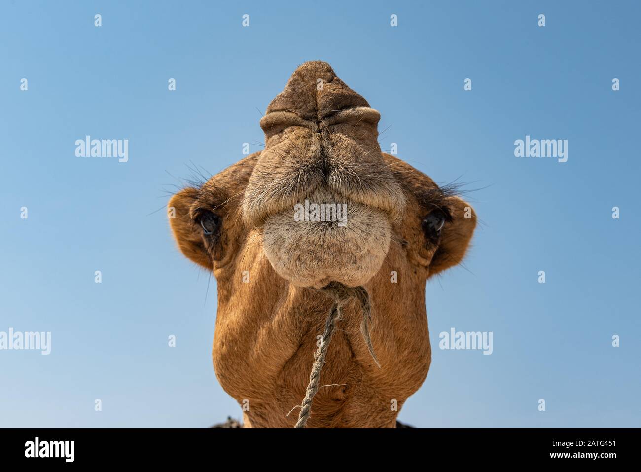 Head of Camel in the salt desert Stock Photo
