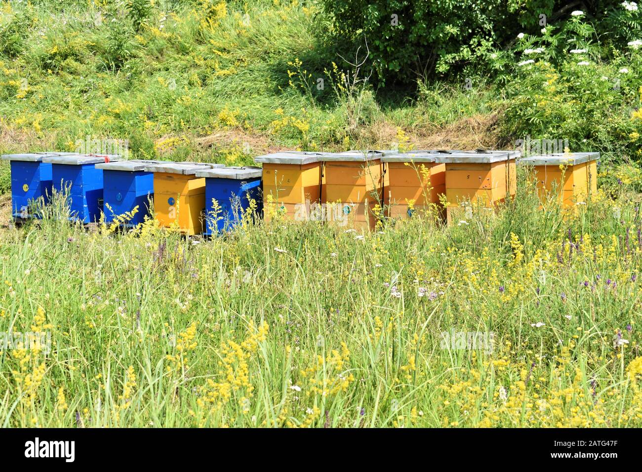 Bee hives in wildflower hi-res stock photography and images - Alamy