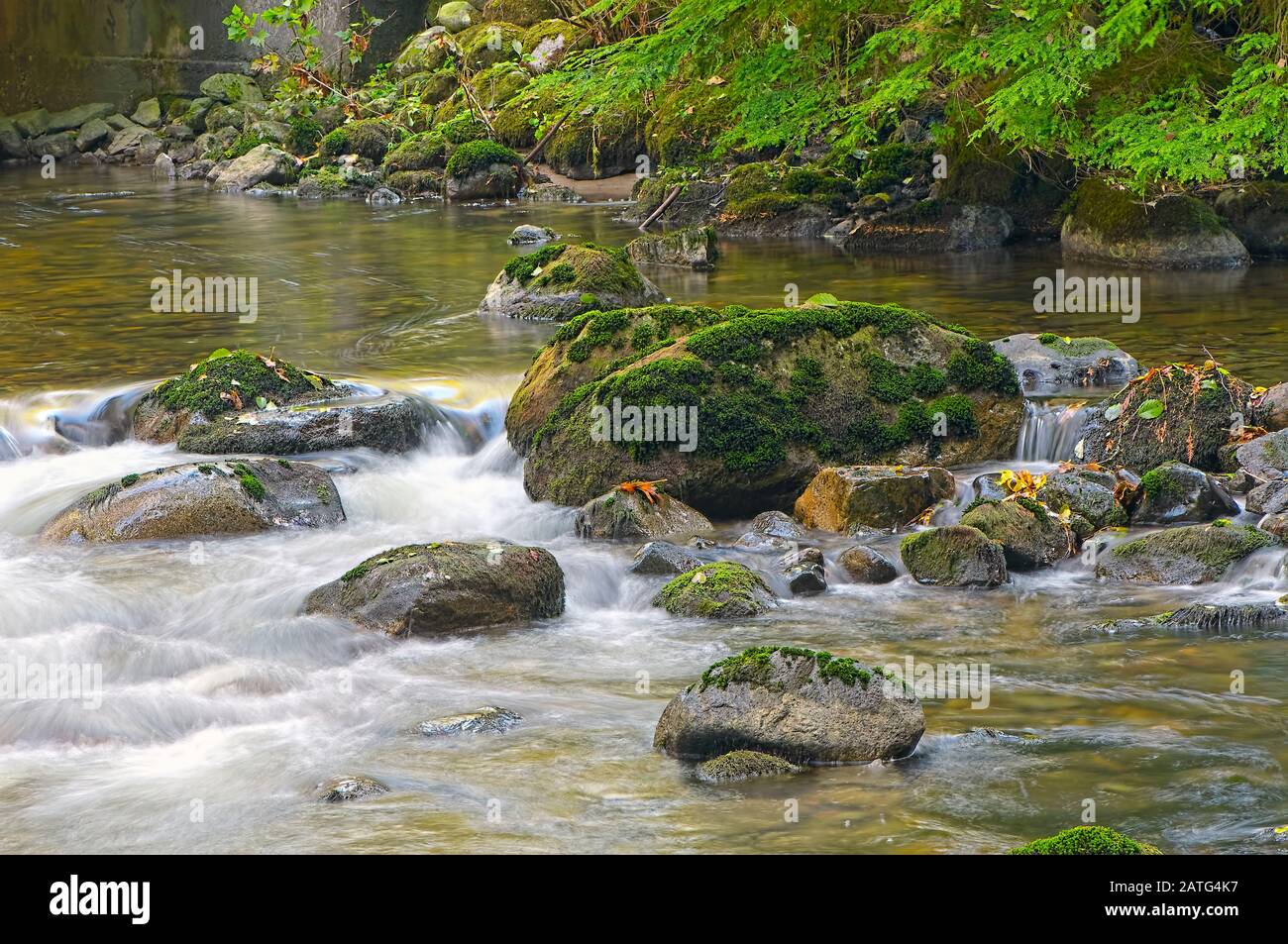 Mossy Rocks in a Creek captured in Kanaka Creek, Maple Ridge, British Columbia, Canada. Stock Photo