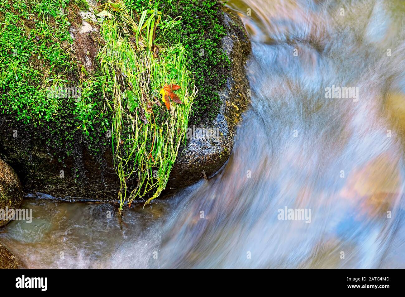 Safe Landing is a photograph of a maple leaf safely landed on a clump of wet grass on a boulder in Kanaka Creek, Maple Ridge, British Columbia, Canada. Stock Photo