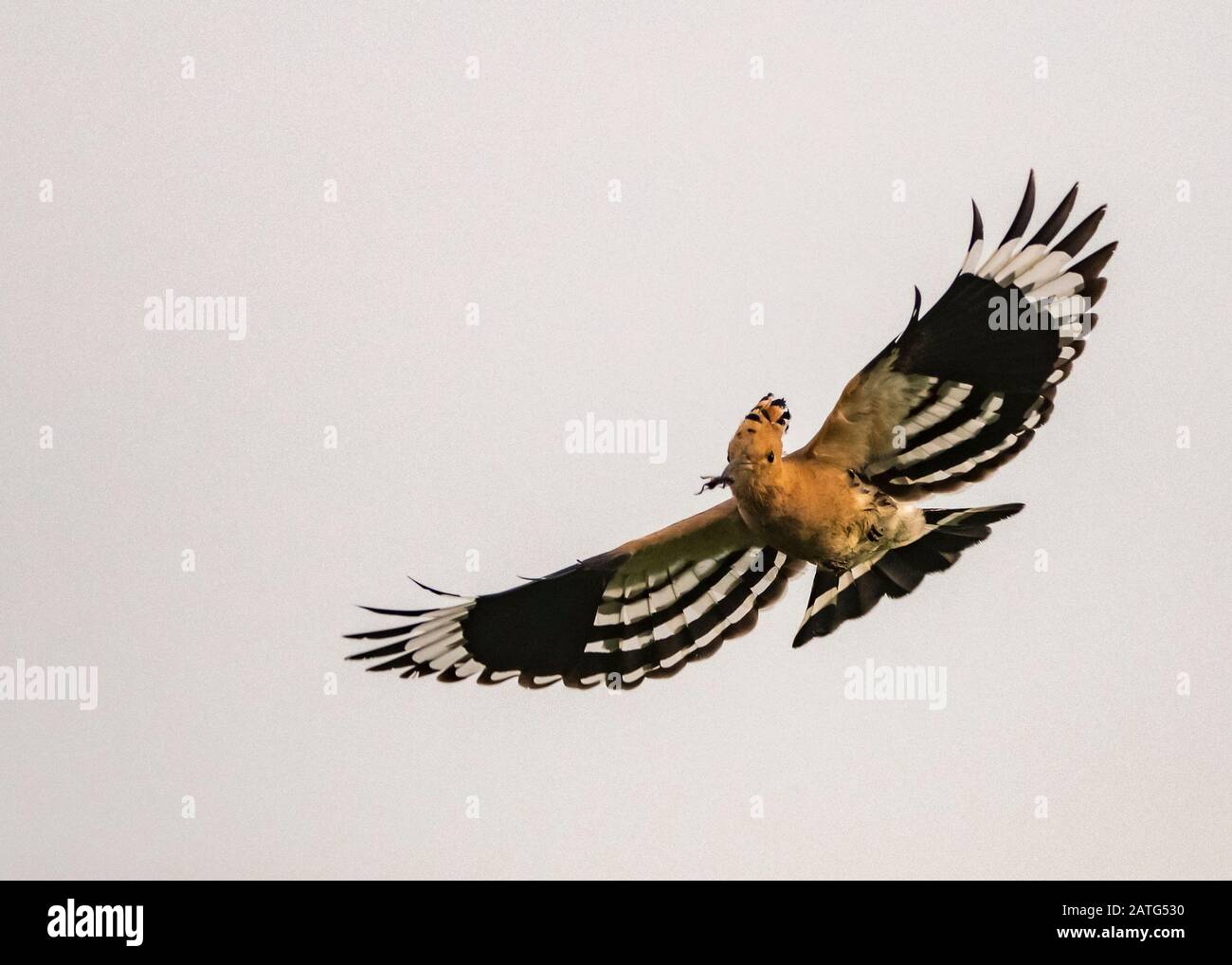 Hoopoe (Upupa epops), in flight, carrying food, Hortobágy National Park, Hungary Stock Photo