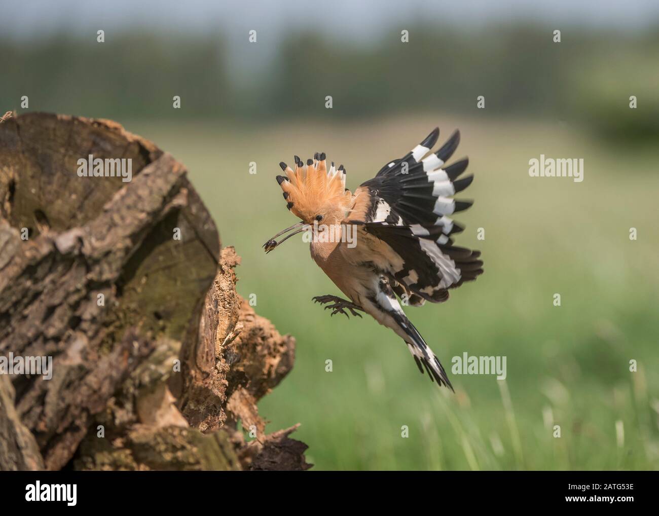 Hoopoe (Upupa epops), in flight with food in its bill, Hortobágy National Park, Hungary Stock Photo