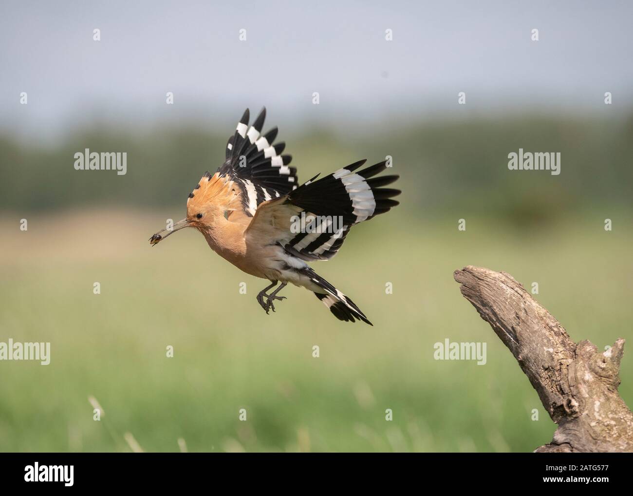 Hoopoe (Upupa epops), in flight with food in its bill, Hortobágy National Park, Hungary Stock Photo