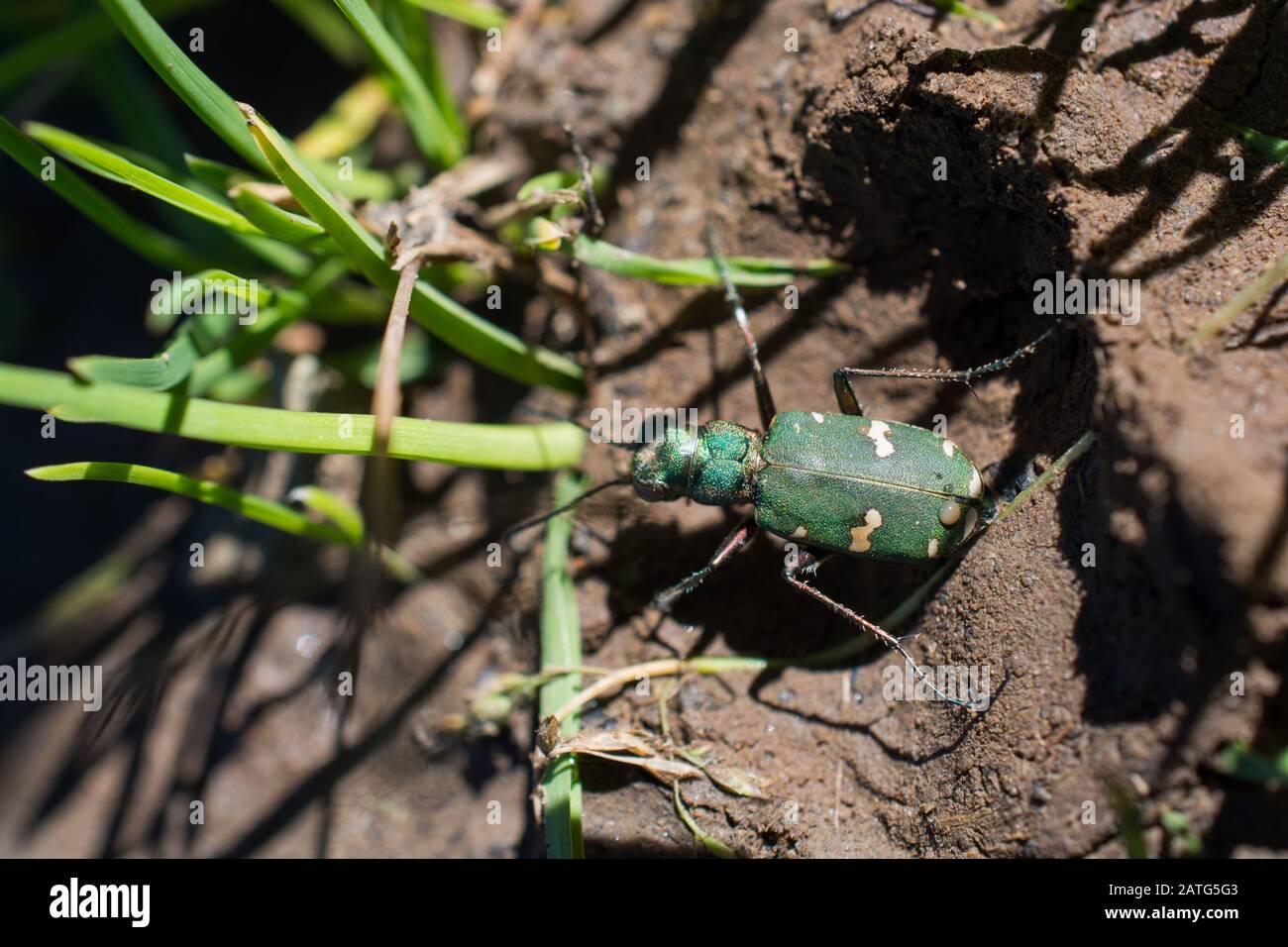 Little colorful bug in nature environment Stock Photo