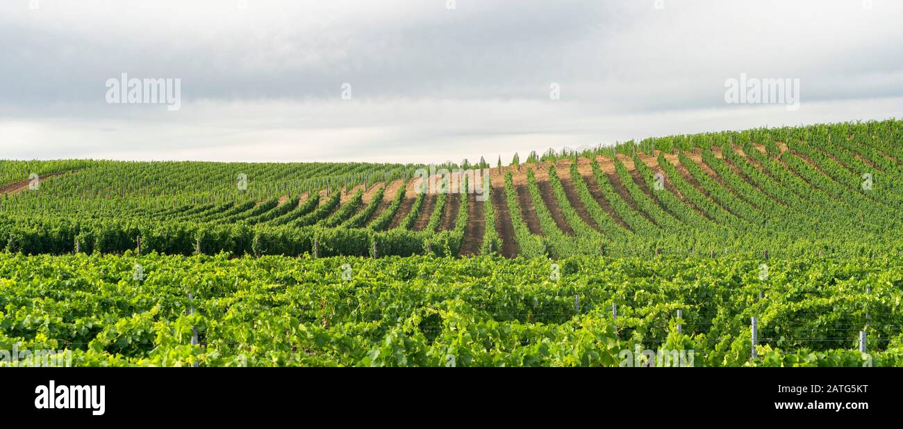 Southern Italy Rural Rural landscape near Venosa, Potenza, Basilicata, Southern Italy, at ...