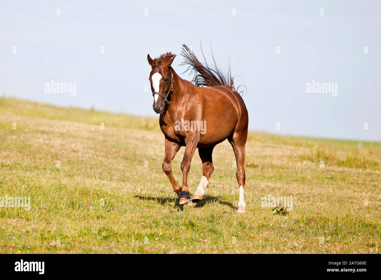 happy shiny horse run free in meadow. horses power frontal in gallop