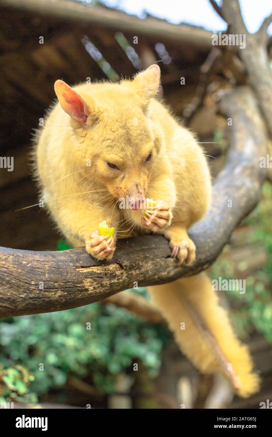res stock photography and images Biology Diagrams