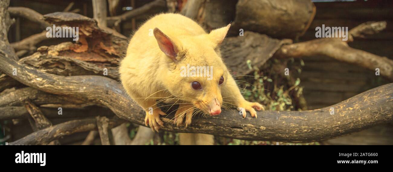 Panorama Banner Of Golden Brushtail Possum On A Tree The Light Color Is A Genetic Mutation Of Common Australian Possums That Lives Only In Tasmania Stock Photo Alamy