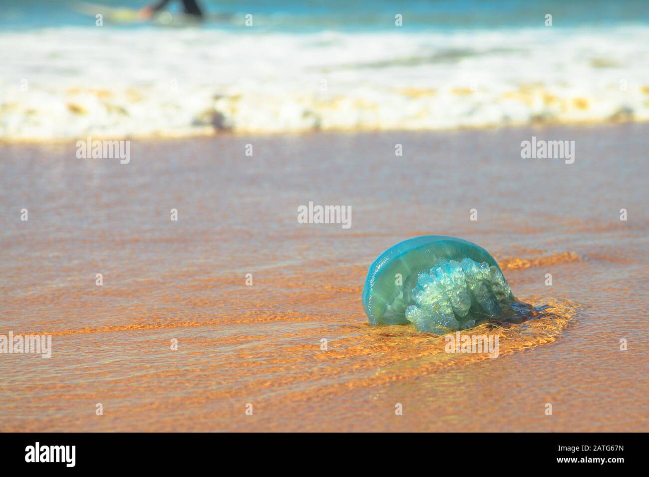 Blue jellyfish species Velella jellyfish, stranded on the sand in Gold Coast of Queensland on Australian beach. Stock Photo