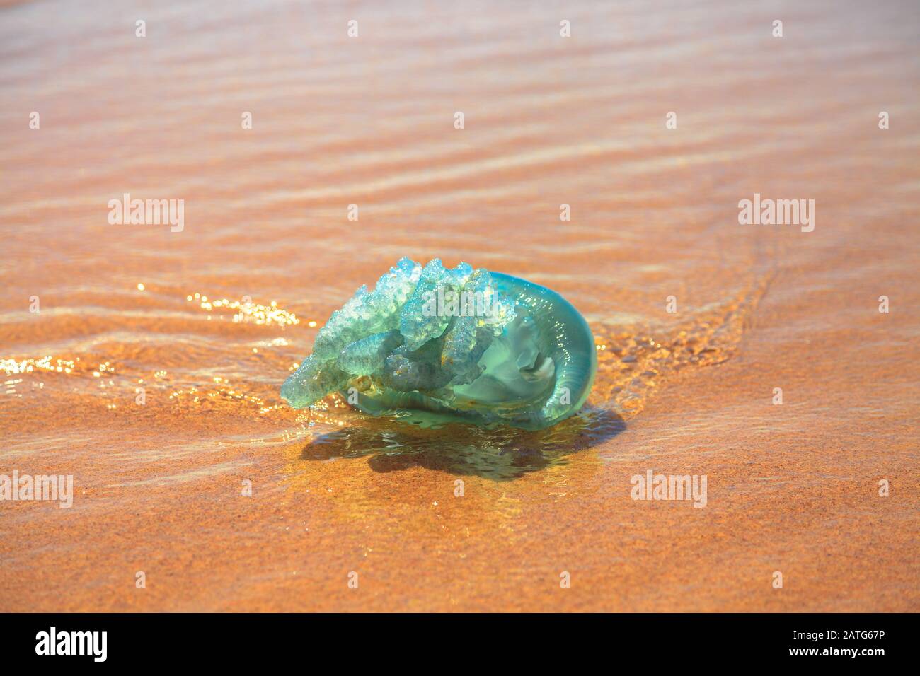 Closeup of blue jellyfish species Velella jellyfish, stranded on the sand in Gold Coast of Queensland on Australian beach. Stock Photo