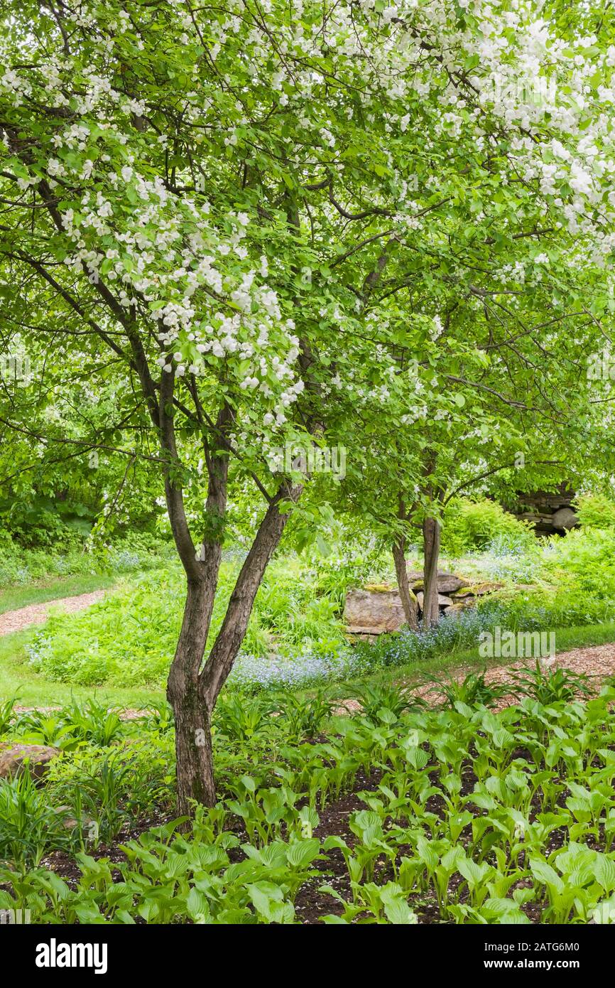 Malus domestica - Common Apple tree underplanted with Hosta 'Royal Standard' and mulch paths in backyard garden in spring, Le Jardin de Francois Stock Photo
