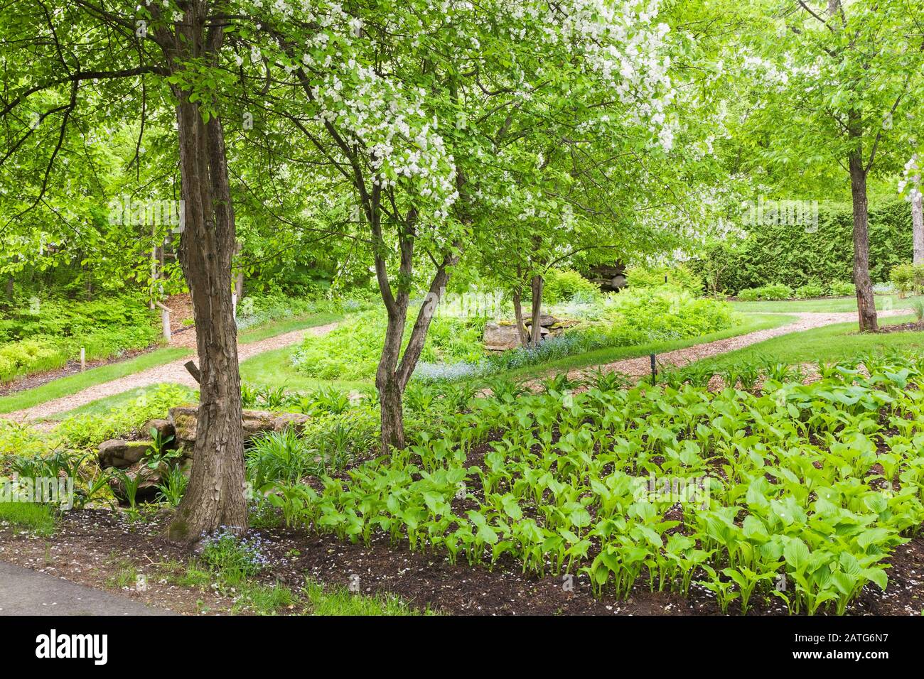 Malus domestica - Common Apple tree underplanted with Hosta 'Royal Standard' and mulch paths in backyard garden in spring, Le Jardin de Francois Stock Photo