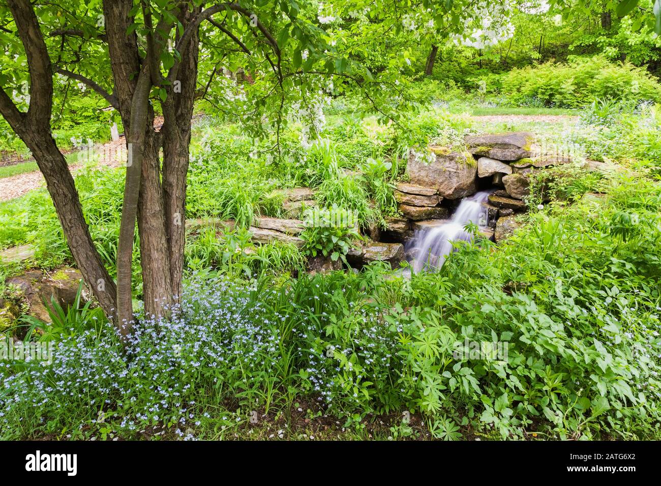 Man-made waterfall bordered by blue Myosotis - Forget-Me-Not flowers ...