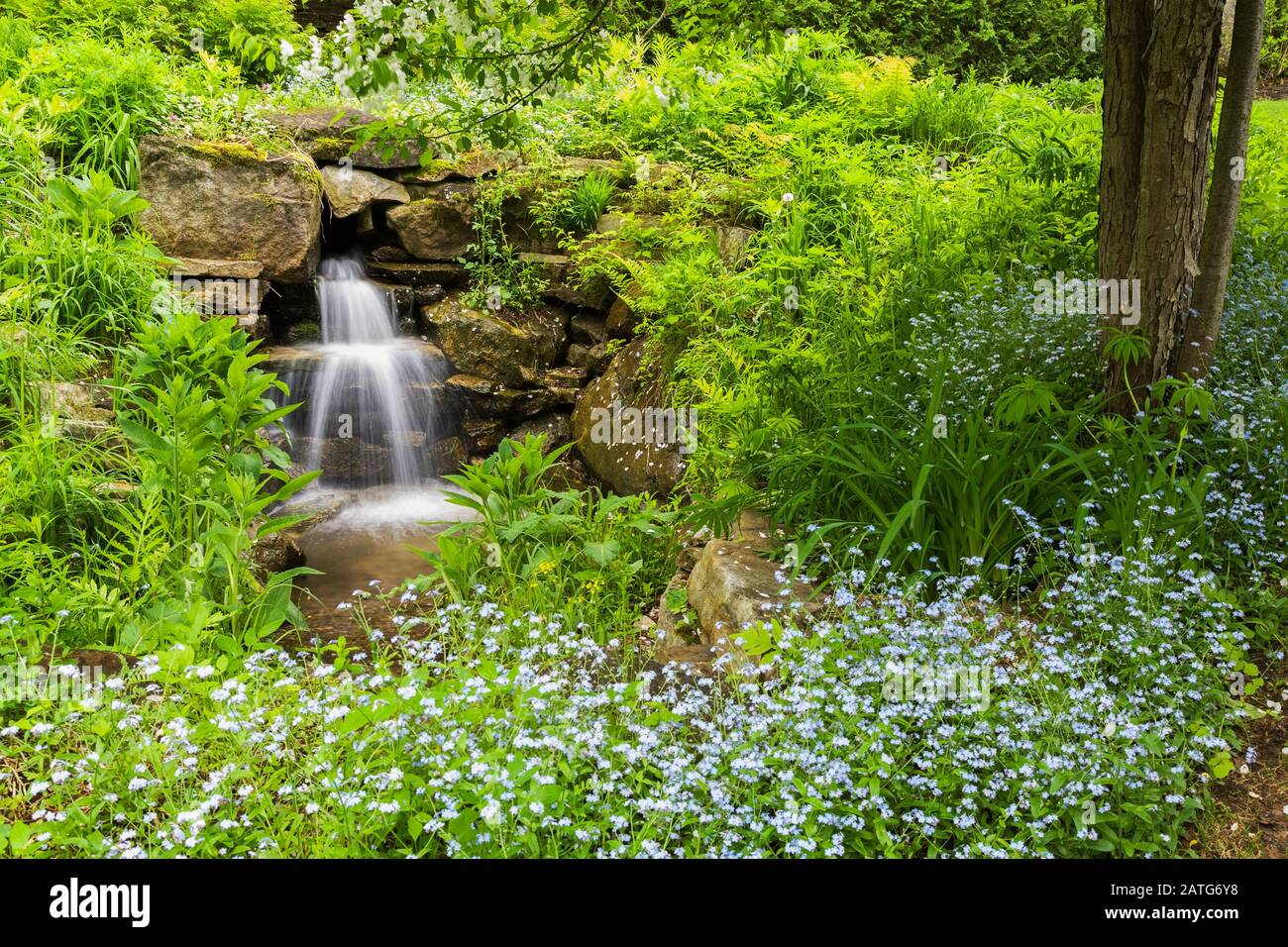 Man-made waterfall bordered by blue Myosotis - Forget-Me-Not flowers ...