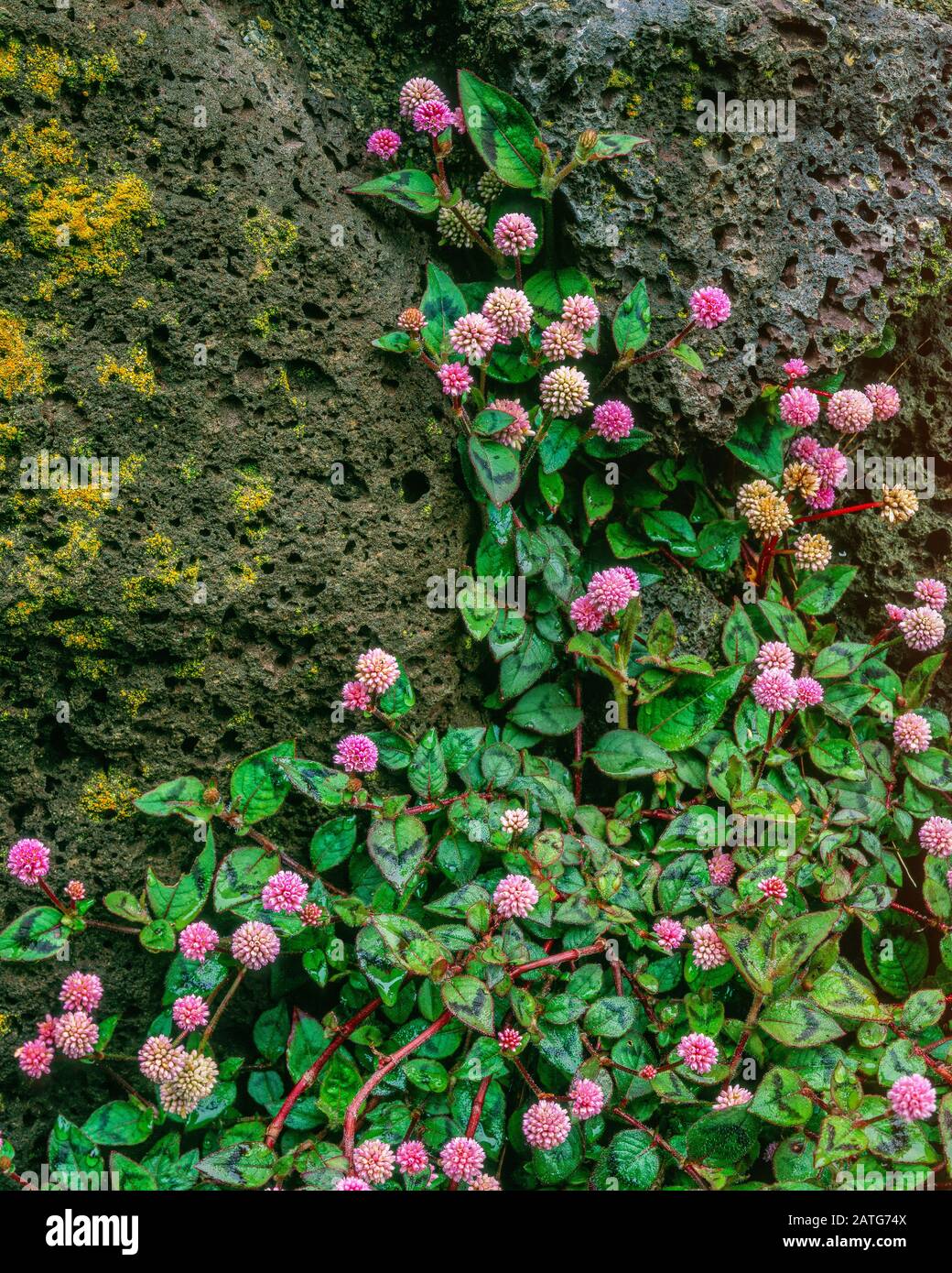 Pink Knotweed, Persicaria capitata, Fern Canyon Garden, Mill Valley, California Stock Photo