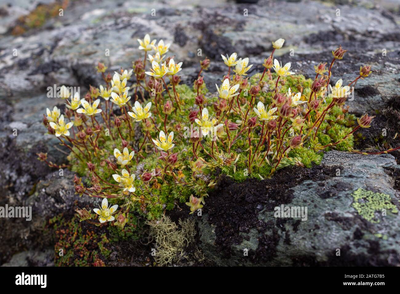 Alpine flower Saxifraga Bryoides (mossy saxifrage) on rock. Low perspective. Aosta valley, Italy. Stock Photo