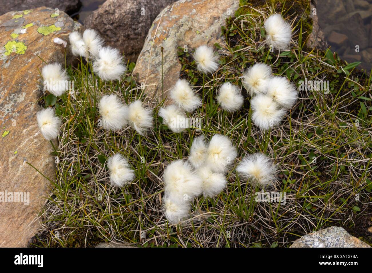 Alpine flower Eriophorum Scheuchzeri Hoppe (White Cottongrass) on the shores of the lake of Lussert, Aosta valley, Cogne, Italy. Stock Photo