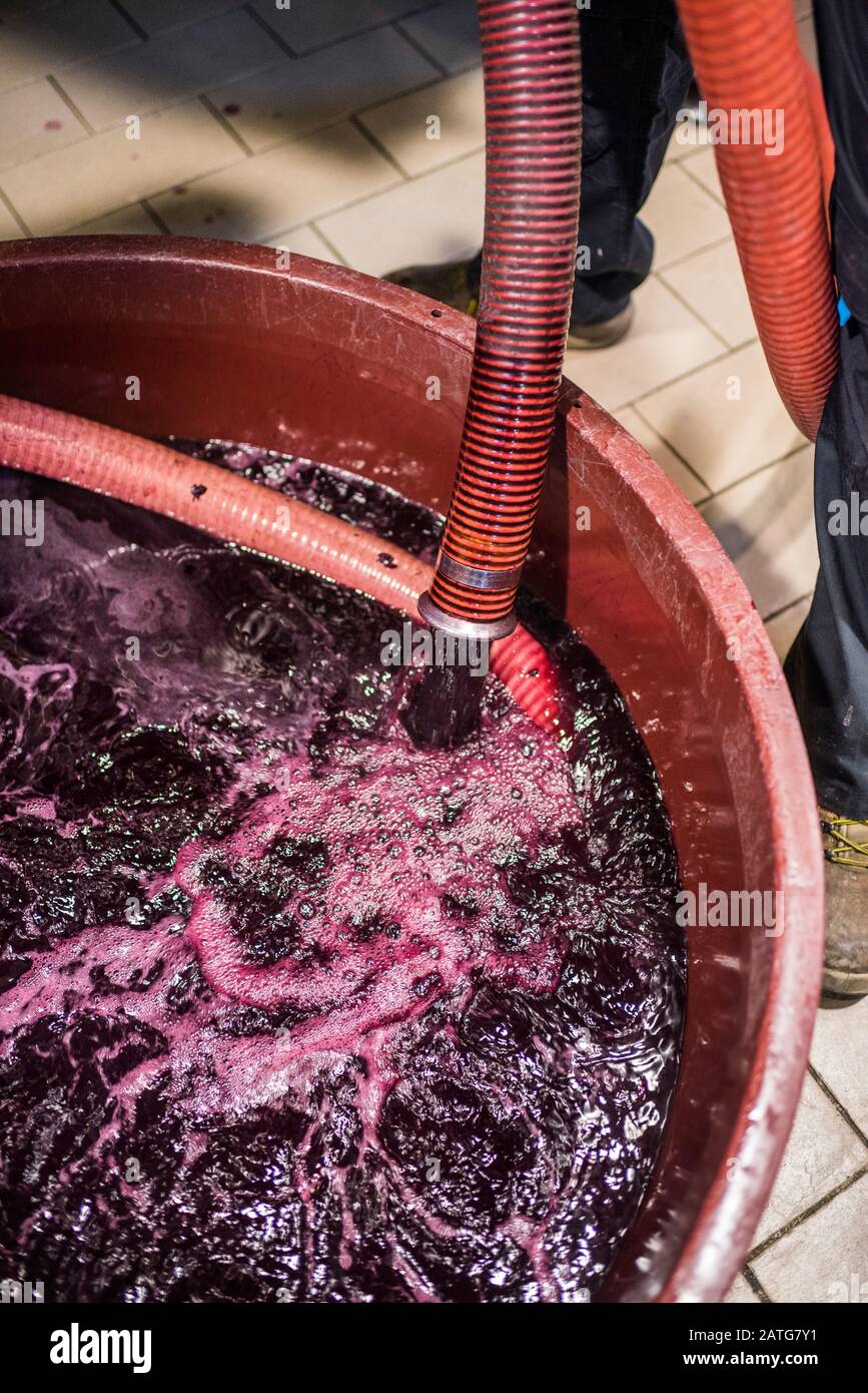 Pigéage, French winemaking process or punching down method in Italian