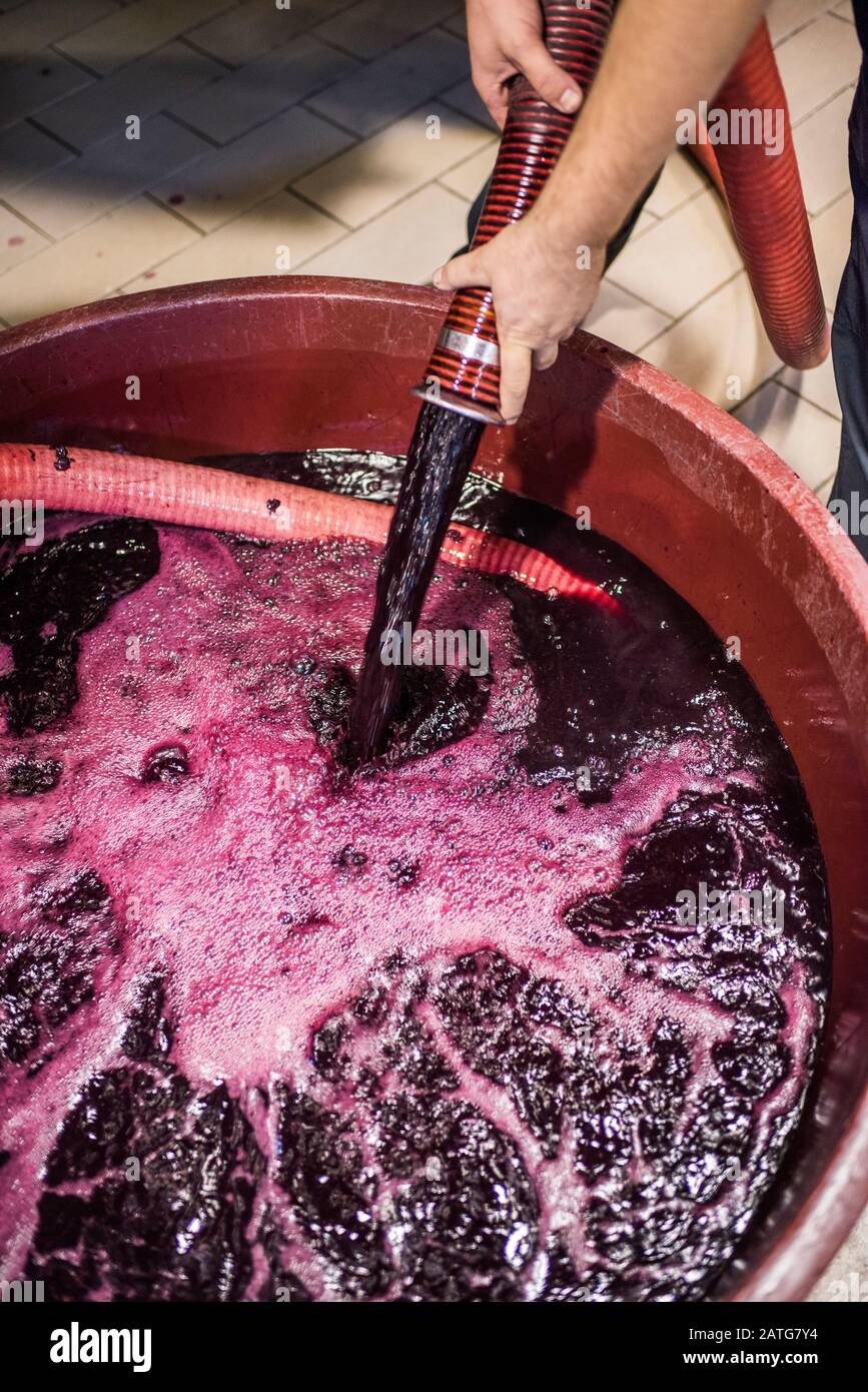 Pigéage, French winemaking process or punching down method in Italian