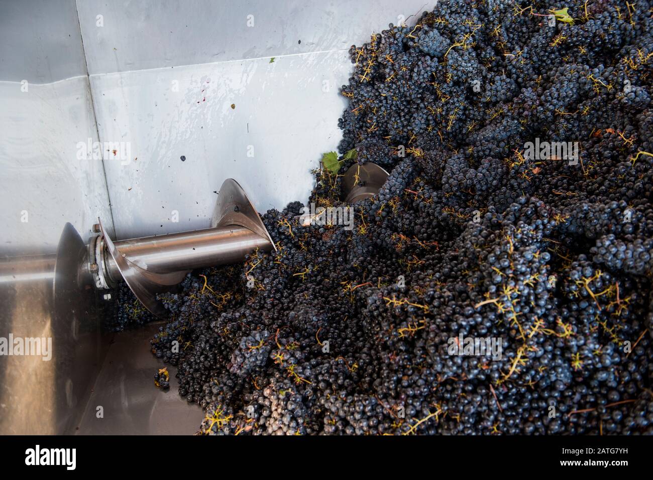 Grape harvest collected into mechanical crusher destemmer, Italy
