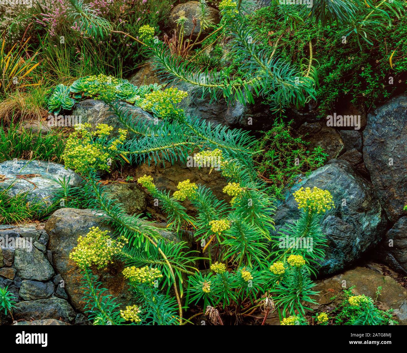 Euphorbia, Euphorbia amygdaloides, Fern Canyon Gardens, Mill Valley California Stock Photo