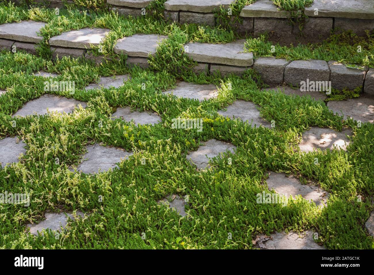 Grey flagstone patio and stone steps with Sedum rupestre 'Stone orpine' - Stonecrop in residential backyard garden in summer Stock Photo