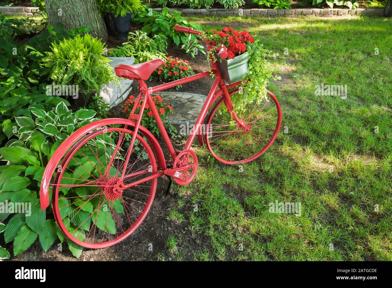 Red painted bicycle decorated with basket of red Begonia flowers, Bacopa - Water hyssop next to border of Hosta, Adiantum - Maidenhair ferns. Stock Photo