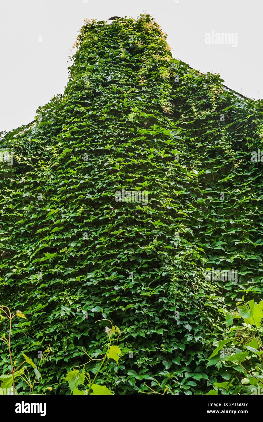 Side view of cottage style home and chimney covered with climbing Vitis - Vines in summer Stock Photo