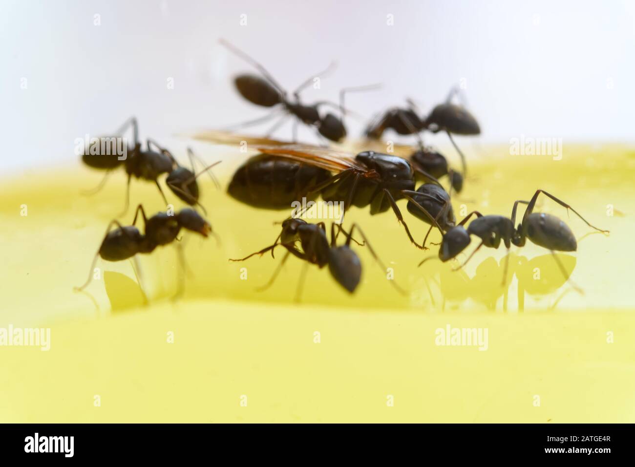 Black ants queen hires stock photography and images Alamy
