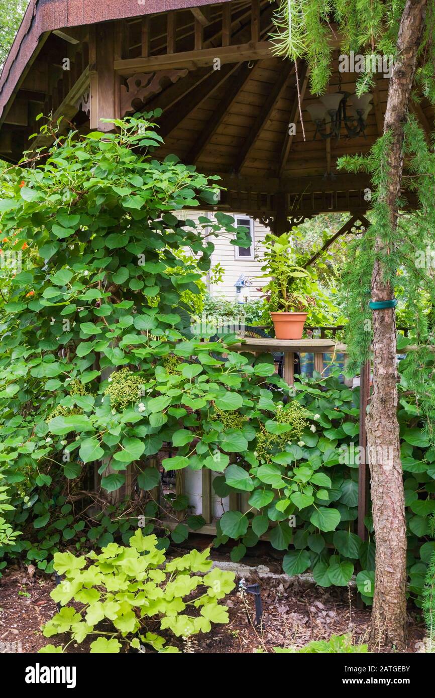 Heuchera 'Lime Rickey' - Coral Flower,  Larix decidua pendula - Larch tree in mulch border next to gazebo, Hydrangea petiolaris 'Climbing hydrangea Stock Photo