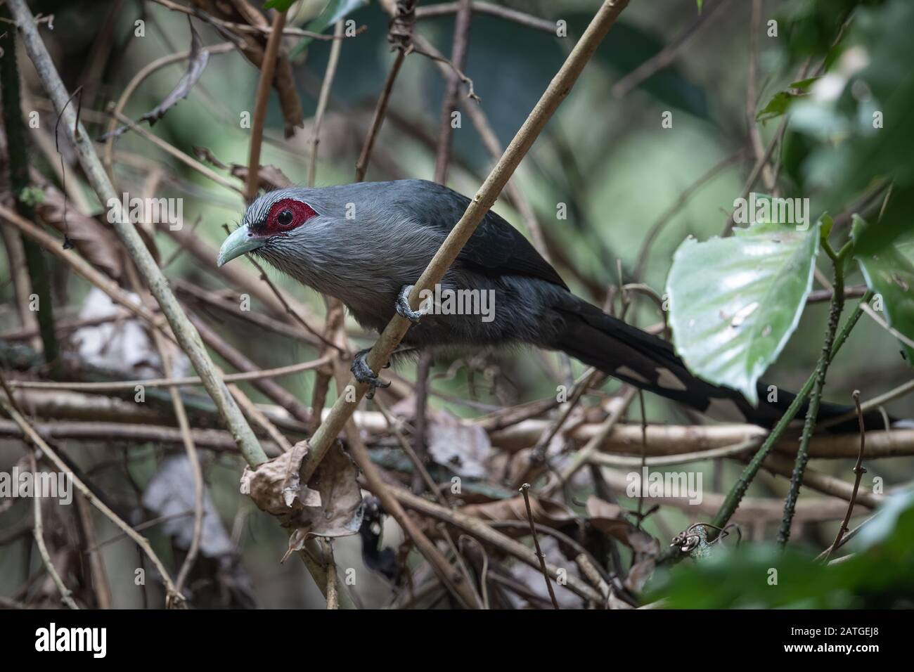 The green-billed malkoha (Phaenicophaeus tristis) is a species of non-parasitic cuckoo found throughout Indian Subcontinent and Southeast Asia. Stock Photo