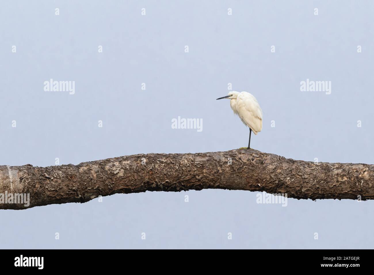 The little egret (Egretta garzetta) is a species of small heron in the family Ardeidae. Stock Photo