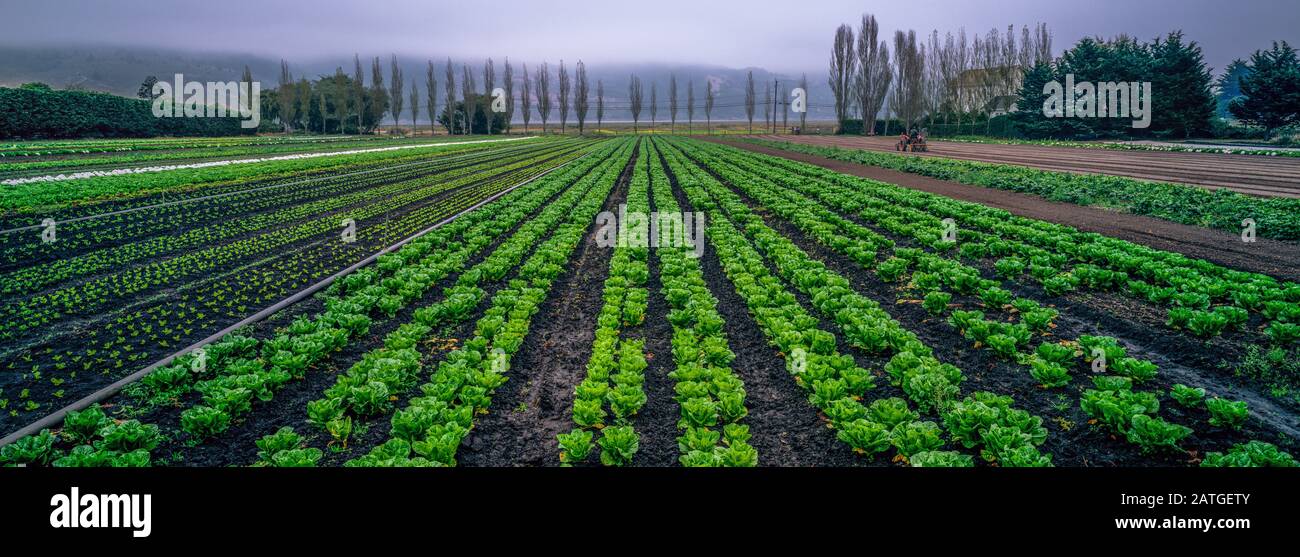 Star Route Organic Farm, Bolinas, California Stock Photo