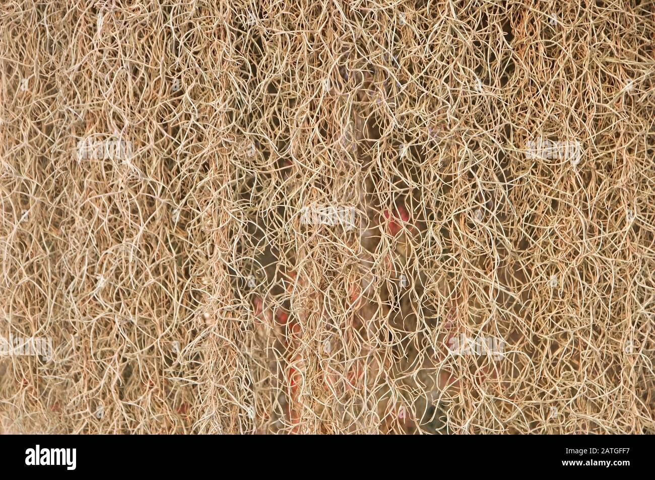 Spanish moss (Tillandsia usneoides) form as natural curtain, suitable as background Stock Photo